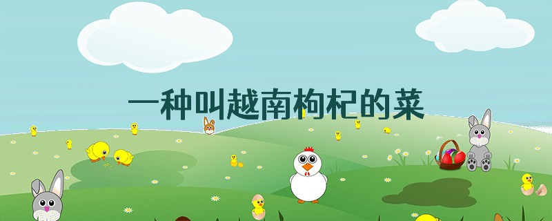 一种叫越南枸杞的菜